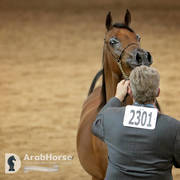 Arabian National Breeder Finals - 2017
