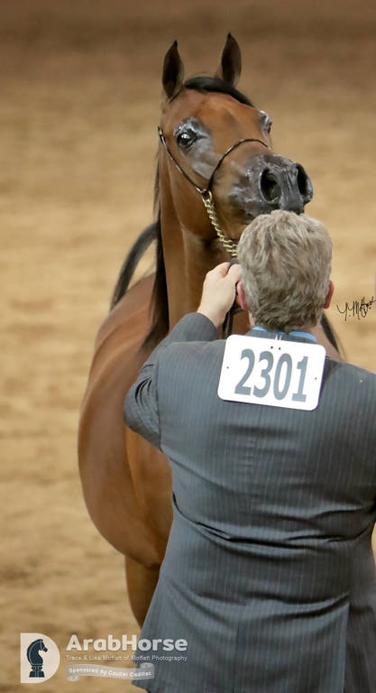 Arabian National Breeder Finals - 2017