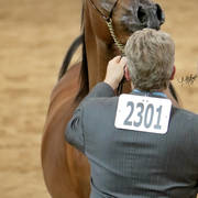 Arabian National Breeder Finals - 2017