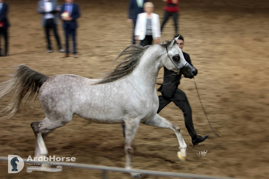 Arabian National Breeder Finals - 2017