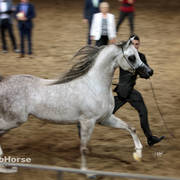 Arabian National Breeder Finals - 2017