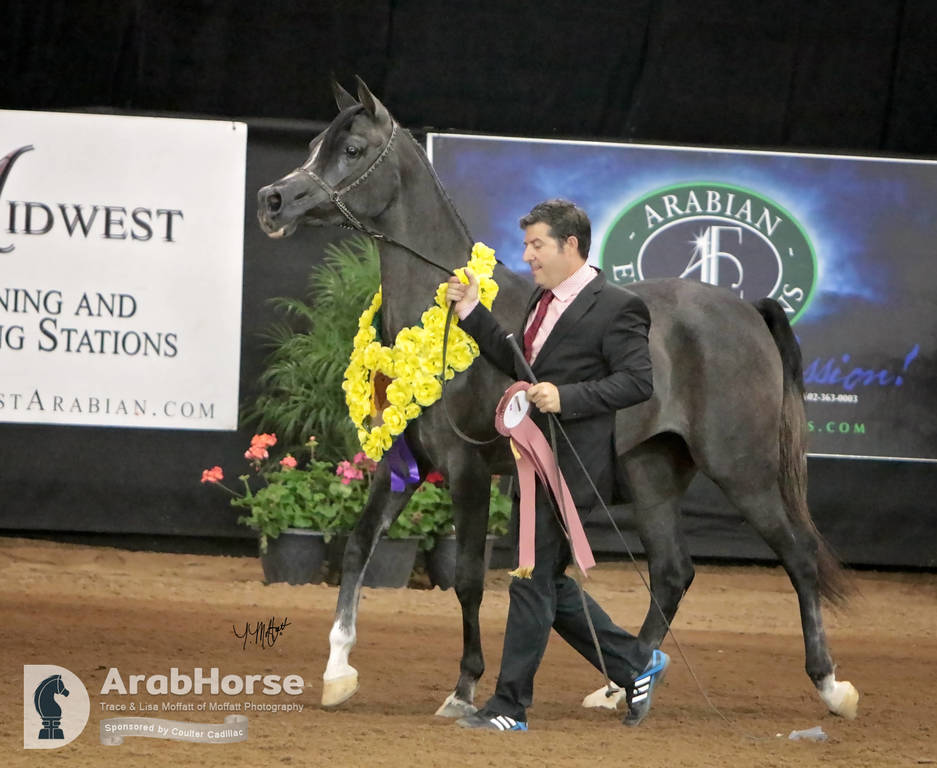 Arabian National Breeder Finals - 2017