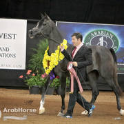 Arabian National Breeder Finals - 2017