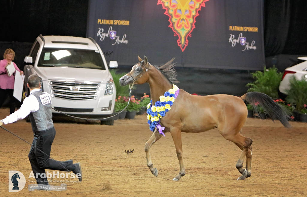 Arabian National Breeder Finals - 2017