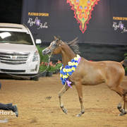 Arabian National Breeder Finals - 2017