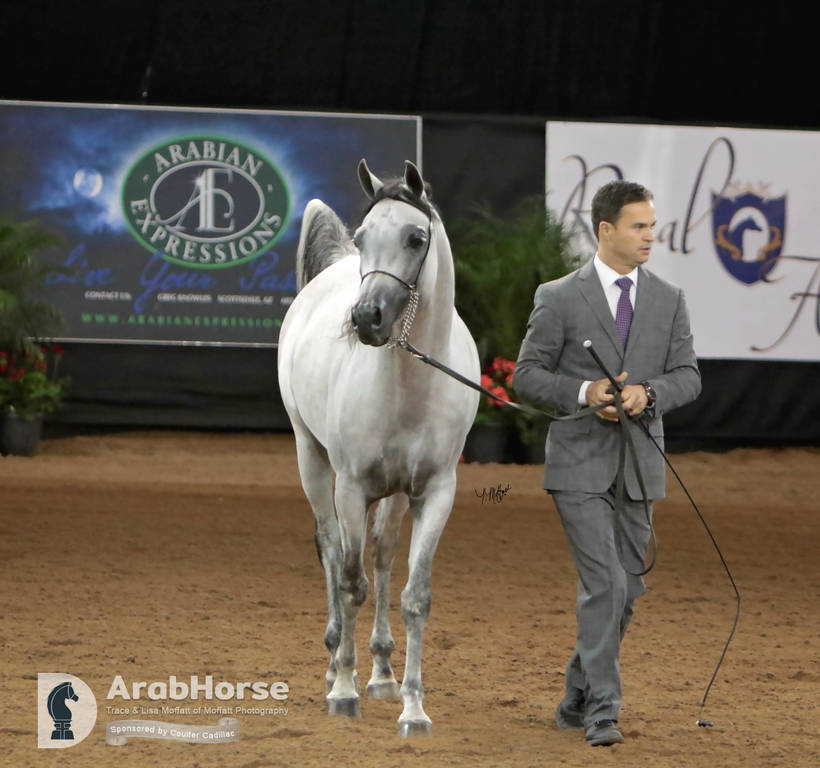 Arabian National Breeder Finals - 2017
