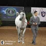 Arabian National Breeder Finals - 2017