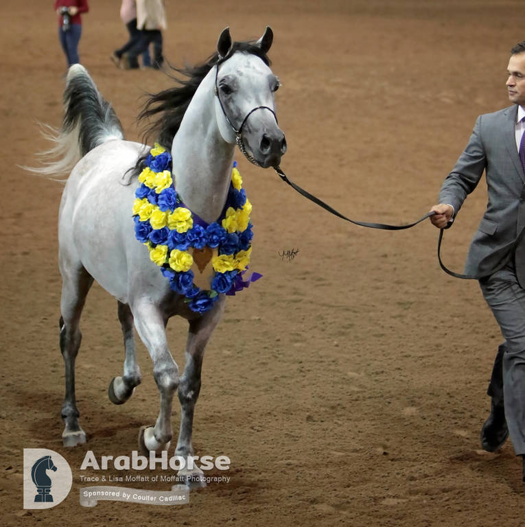 Arabian National Breeder Finals - 2017