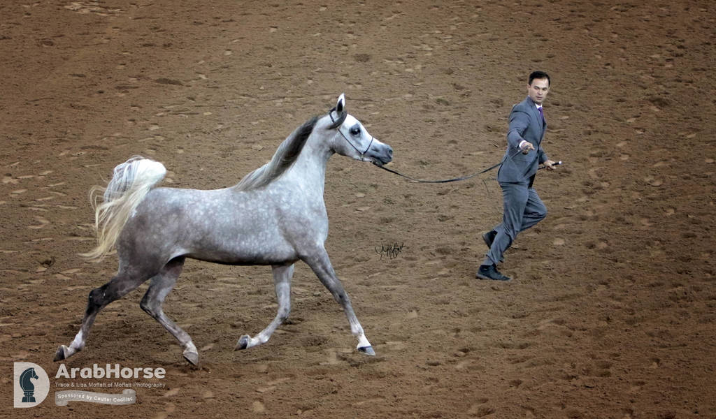 Arabian National Breeder Finals - 2017