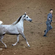 Arabian National Breeder Finals - 2017
