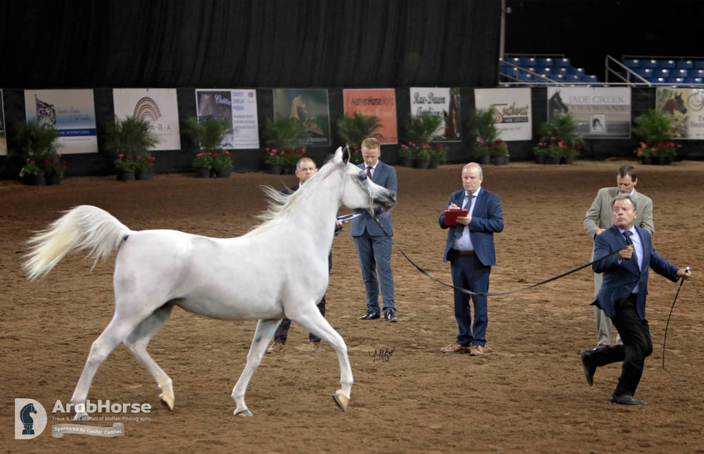 Arabian National Breeder Finals - 2017