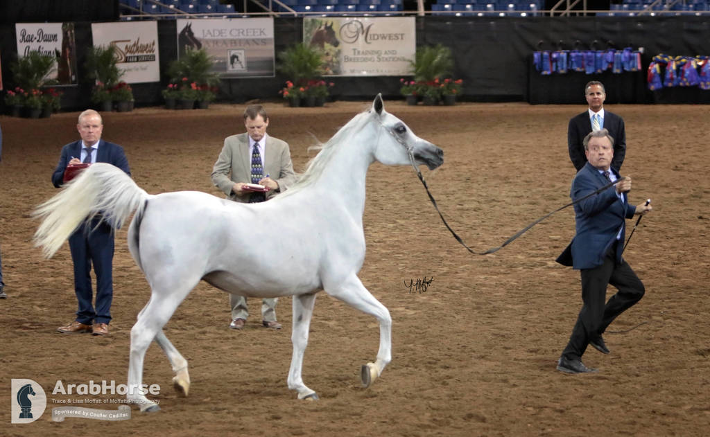 Arabian National Breeder Finals - 2017