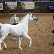 Arabian National Breeder Finals - 2017
