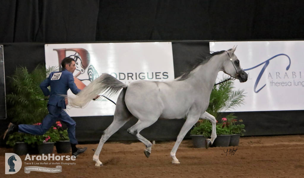 Arabian National Breeder Finals - 2017