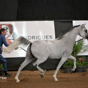Arabian National Breeder Finals - 2017