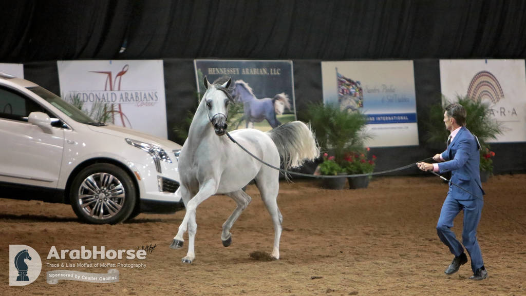 Arabian National Breeder Finals - 2017