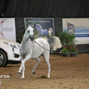 Arabian National Breeder Finals - 2017