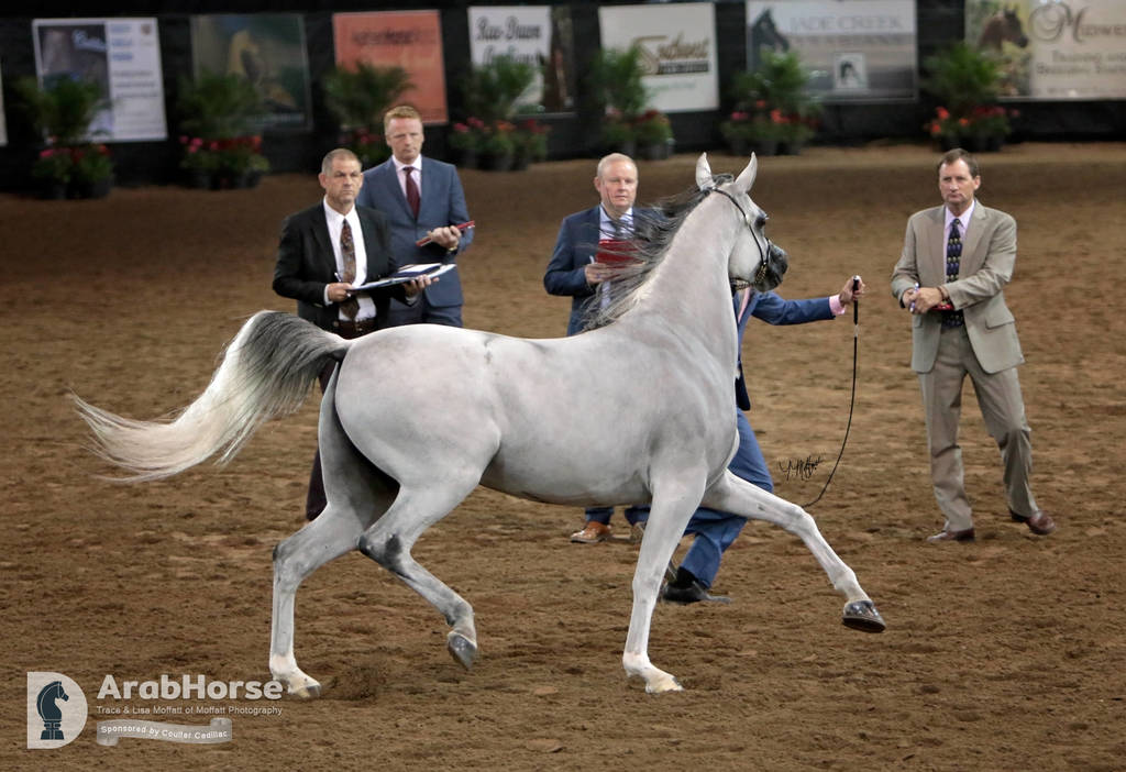 Arabian National Breeder Finals - 2017
