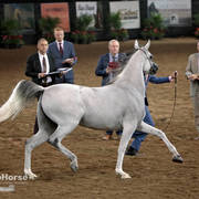 Arabian National Breeder Finals - 2017