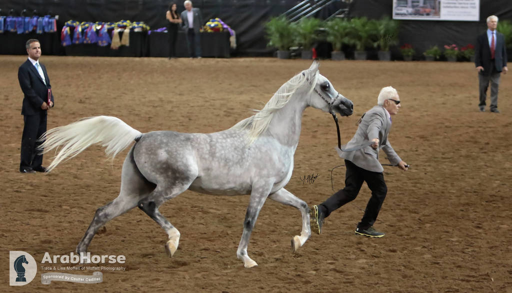 Arabian National Breeder Finals - 2017