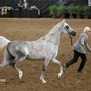 Arabian National Breeder Finals - 2017