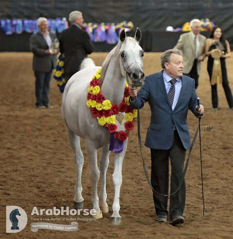 Arabian National Breeder Finals - 2017
