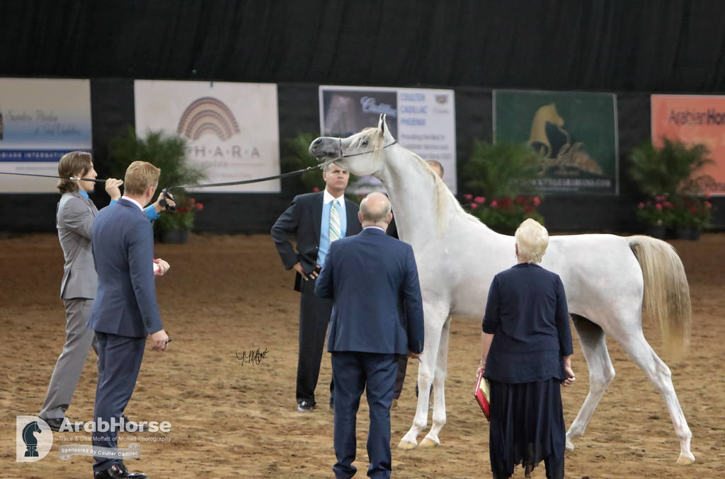 Arabian National Breeder Finals - 2017