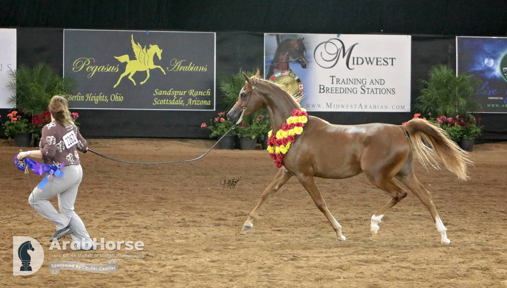 Arabian National Breeder Finals - 2017
