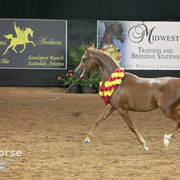 Arabian National Breeder Finals - 2017