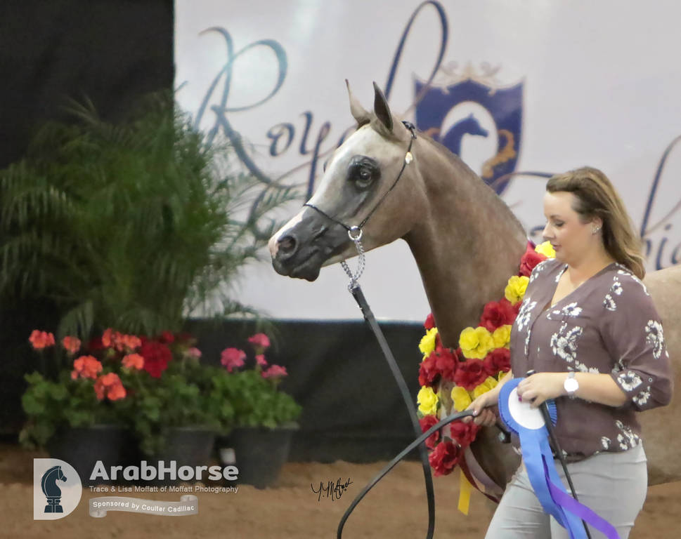 Arabian National Breeder Finals - 2017