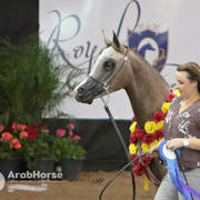 Arabian National Breeder Finals - 2017