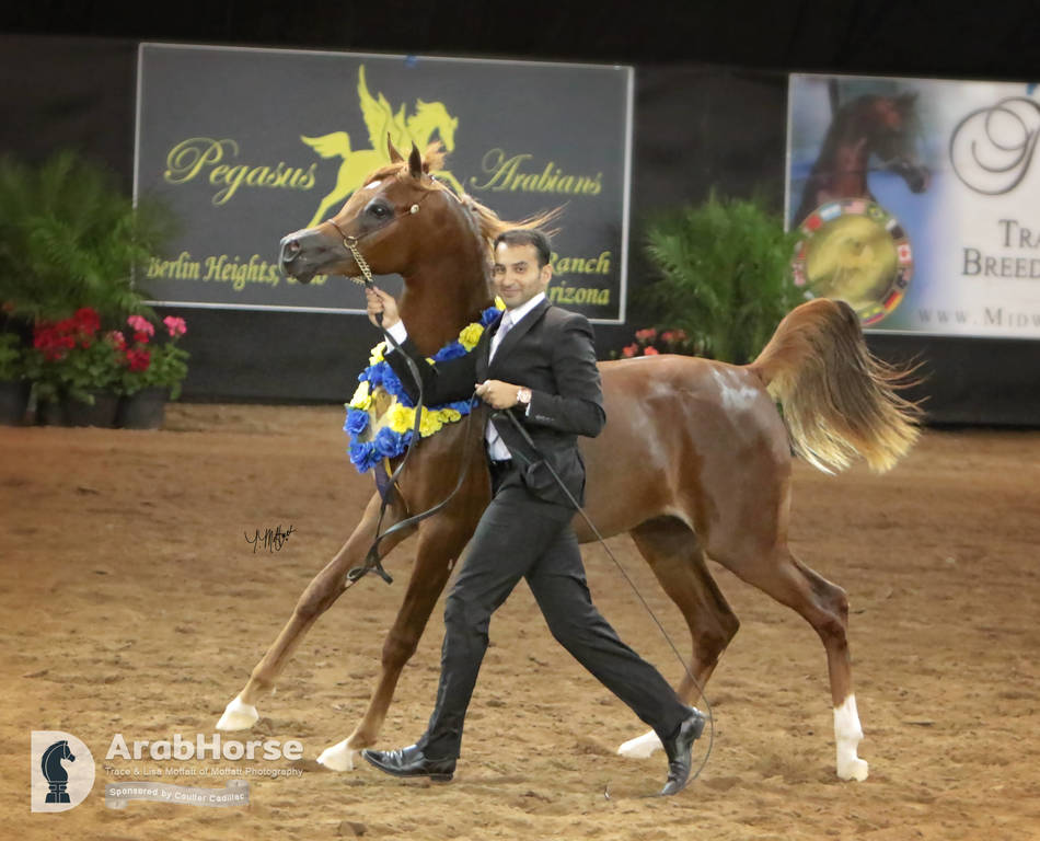 Arabian National Breeder Finals - 2017
