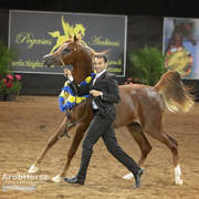 Arabian National Breeder Finals - 2017