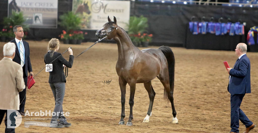 Arabian National Breeder Finals - 2017