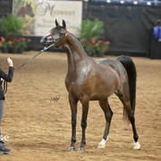 Arabian National Breeder Finals - 2017