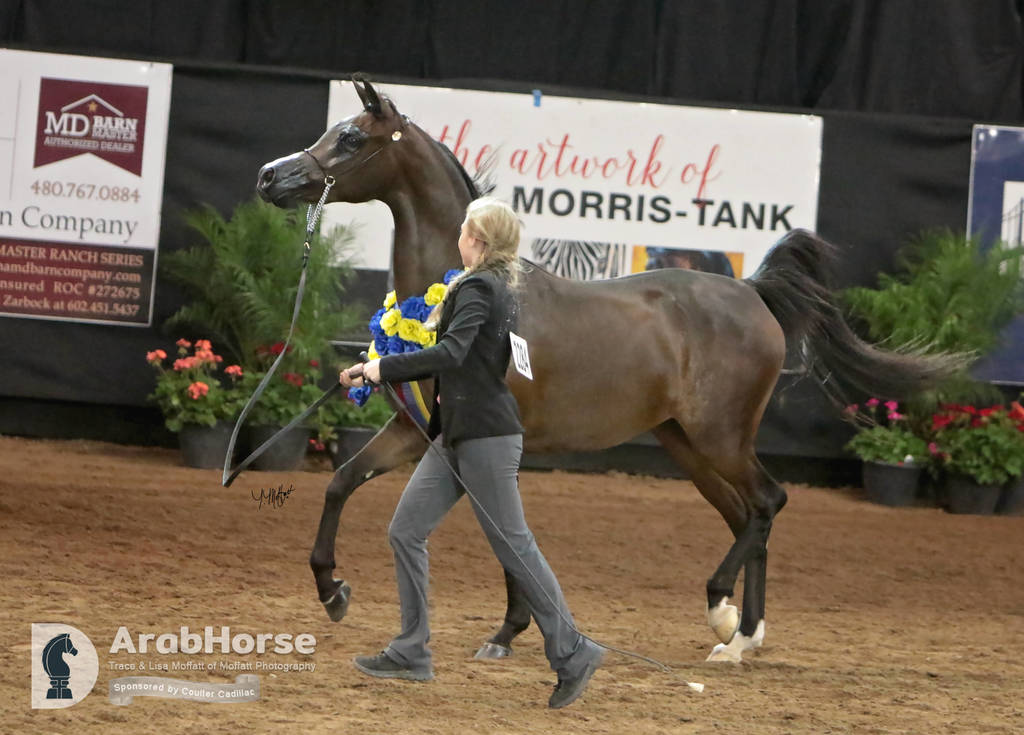 Arabian National Breeder Finals - 2017