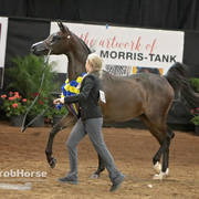 Arabian National Breeder Finals - 2017