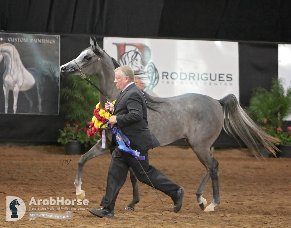 Arabian National Breeder Finals - 2017