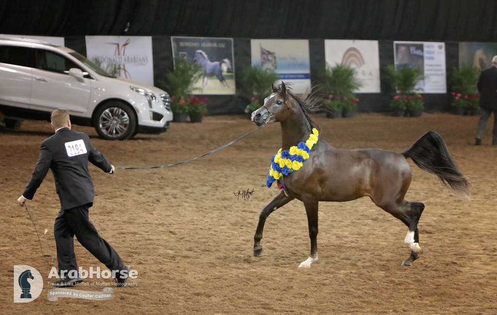Arabian National Breeder Finals - 2017