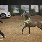 Arabian National Breeder Finals - 2017
