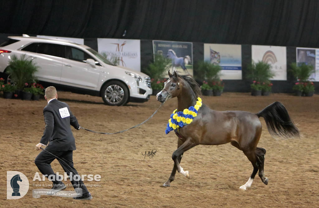 Arabian National Breeder Finals - 2017
