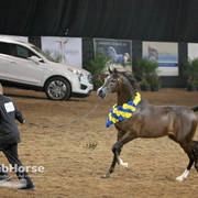 Arabian National Breeder Finals - 2017