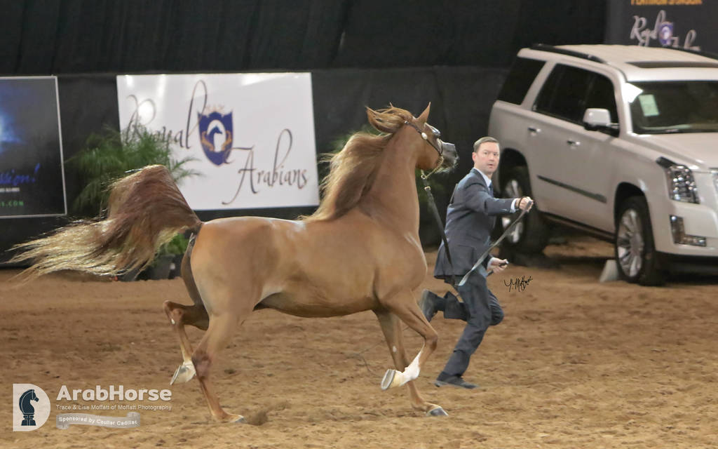 Arabian National Breeder Finals - 2017