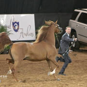 Arabian National Breeder Finals - 2017