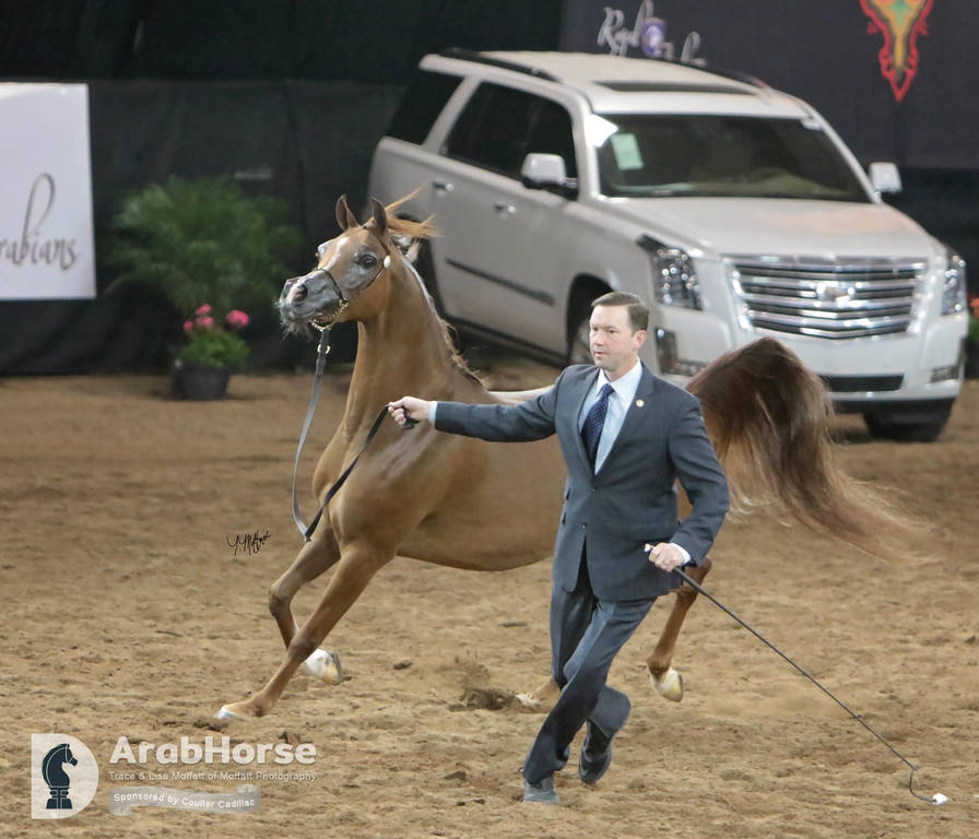 Arabian National Breeder Finals - 2017