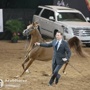 Arabian National Breeder Finals - 2017