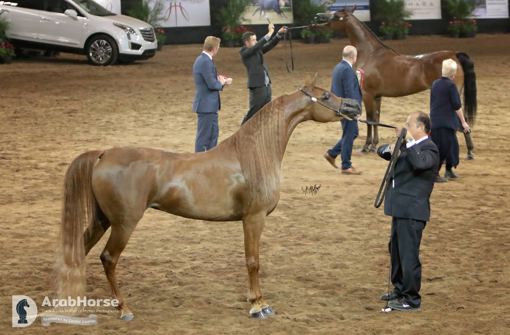 Arabian National Breeder Finals - 2017
