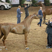 Arabian National Breeder Finals - 2017