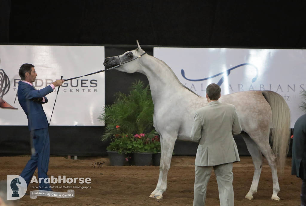 Arabian National Breeder Finals - 2017