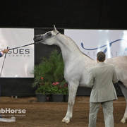 Arabian National Breeder Finals - 2017